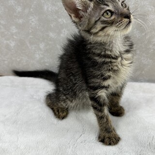 5兄弟皆で仲良く譲渡会！性格はおっとり❤クリーム