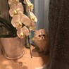 しゅしゅです