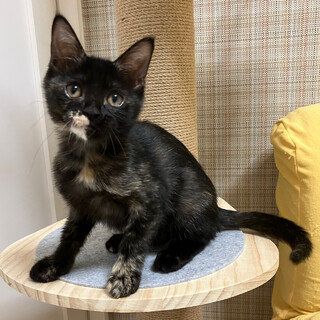 【8/20譲渡会】チェルニーちゃん