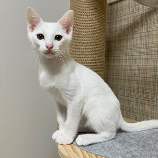 【8/20譲渡会】ベリーくん