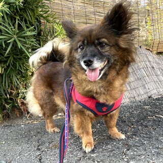 50代ご夫婦など探しています。6.5Kg女の子