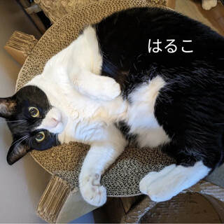 ハチワレ　♀はるこ　3歳　避妊、ワクチン済み