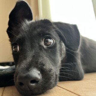 【トライアル中】元気な子犬の女の子です