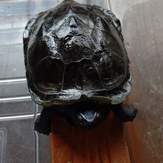 クサガメ♂ 約18歳 黒化 甲長15cm