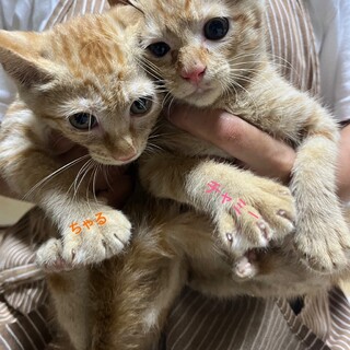 茶トラ 3ヶ月　女の子　