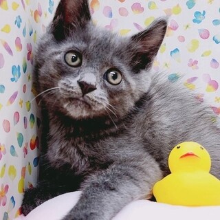 【8/20東日本橋】グレーの子猫♥️ぐーぐーくん