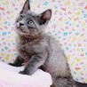 【8/20東日本橋】グレーの子猫♥️ぐーぐーくん サムネイル2