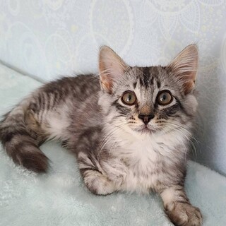 半長毛グレー♂ティンクル