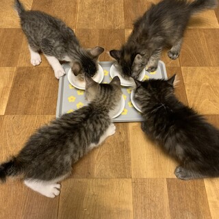 キジ白＆キジロン毛4ちびず・推しニャンを見つけて