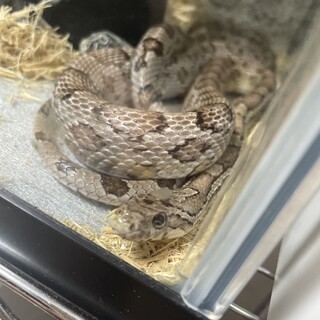 コーンスネーク アネリ 飼育用品込