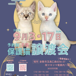 ほごっこ子猫の譲渡会（予約制）