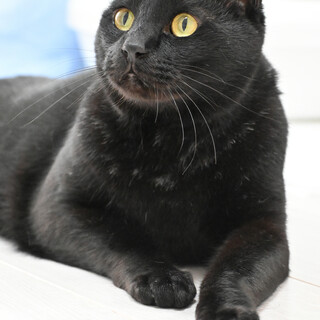 シャモン：人馴れ抜群の男の子。