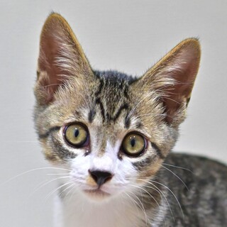 おもちゃ大好きな甘えん坊のキジ白子猫くん♡『みと』