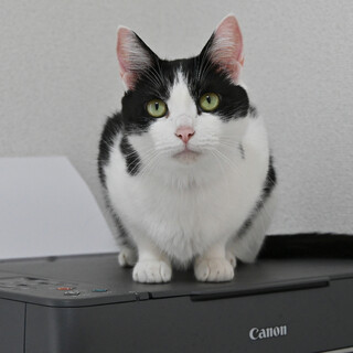 ディア：ツンデレ過ぎる！女の子。