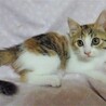 ８月２７日譲渡会参加、人好きな三毛、つぼみちゃん サムネイル4