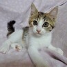 ８月２７日譲渡会参加、人好きな三毛、つぼみちゃん サムネイル5