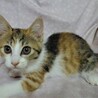 ８月２７日譲渡会参加、人好きな三毛、つぼみちゃん サムネイル7