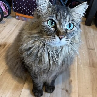 ふわっふわな毛並みと翡翠の様な瞳が美しい「ひじり」