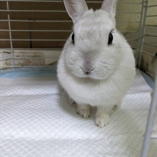 ネザーランド♀（ケージ、飼育用品、柵、エサ付）