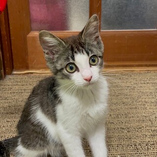 にっこりぽんぽんしっぽ♡ニコちゃん