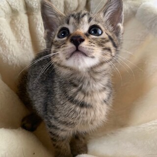 6兄妹　人が大好き♡フランダー