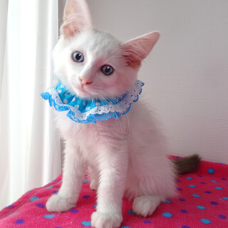 純血ラグドール♪青い目★甘えたフランくん ２ヵ月半