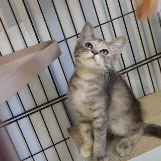 とっても チャーミング サバトラの女の子