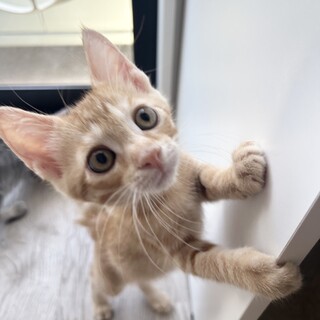 人間大好き甘えん坊の音くん！