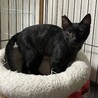 生後8ヶ月イケメン黒猫タッキーくん サムネイル2