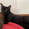 生後8ヶ月イケメン黒猫タッキーくん サムネイル3