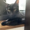 生後8ヶ月イケメン黒猫タッキーくん サムネイル4