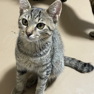 生後5ヶ月美人キジトラのシェリーちゃん