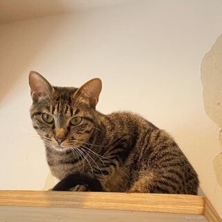 お母さんが大好きなポポ！