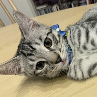 甘えた声でまとわりつくサバトラ男子