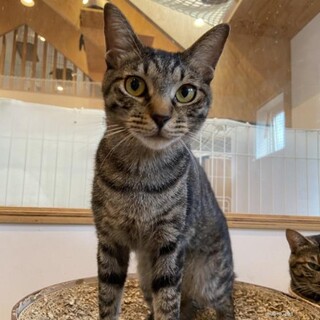 デレデレな大河