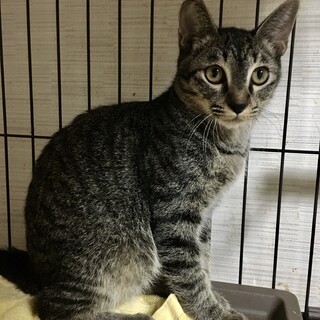 【8/27⭐️堺東にて譲渡会】参加猫空くん