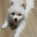 元気いっぱいの小型犬MIX 3ヶ月