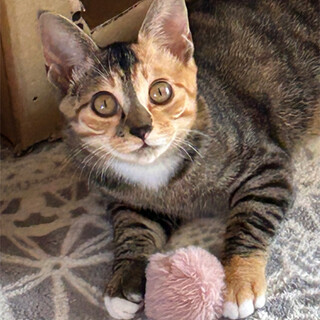 生後4ヶ月くらいのムギワラ白ソックスちゃん