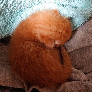 子猫の里親さんorミルクボランティアさん募集