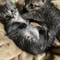 生後1ヶ月くらい✳︎キジトラ2匹✳︎そっくりな兄弟