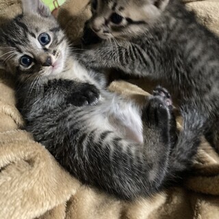 生後1ヶ月くらい✳︎キジトラ2匹✳︎そっくりな兄弟