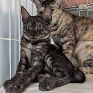 【8/20東日本橋】クロムくん♡5ヶ月