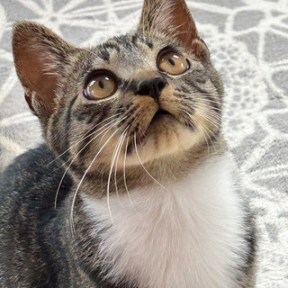 生後4ヶ月くらいのキジ白ソックスちゃん