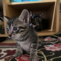 子猫の里親募集
