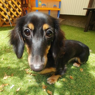 カニヘンダックス８ヶ月ブラックタン女の子