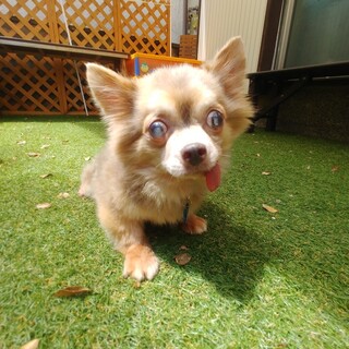 おっとり優しいチワワ男の子7才くらい