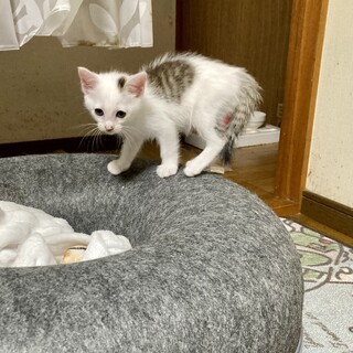 白キジの子猫ちゃん