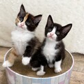 6/27生まれ多頭飼育崩壊より保護した姉妹