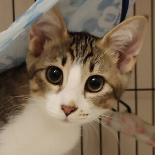 生後3～4ヶ月くらいのキジ白ちゃん