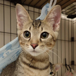 生後3～4ヶ月くらいのキジちゃん